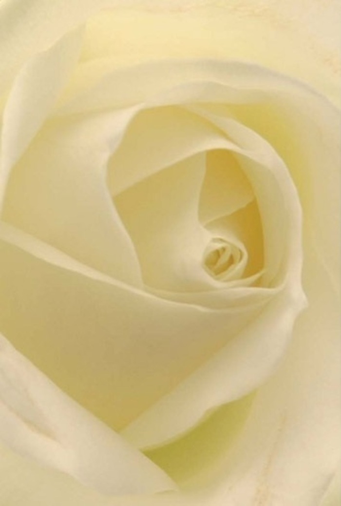 Drawn into the enfolded petals of this luminous white rose, one discovers layers upon layers of quiet sophistication-each petal merging gentle whites and soft creams, like a painter blending shades on a North London canvas. The natural matte of the roses contrasts with hints of satin sheen, reflecting soft window light characteristic of a Seven Sisters morning. The bloom's elegantly spiraled centre suggests purity and gentle resilience, while subtle gradients of colour and shadow enhance its tranquil beauty. The deep calm in the bouquet resonates with the peaceful corners of Seven Sisters, where neighbours come together for heartfelt occasions-whether celebrating a wedding, offering sincere regrets, or simply sharing a thoughtful gesture. The scent, clean and barely traced, recalls fresh gardens along West Green open spaces. Every element, from exquisite composition to finely arranged petals, showcases the mastery and devotion found at the core of the Seven Sisters floral community. This timeless bouquet, prepared for delivery across all of Haringey, is a fitting symbol for commemorating profound joys and quiet strength.